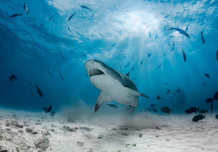 Shark