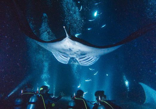 one-of-our-larger-female-997377422